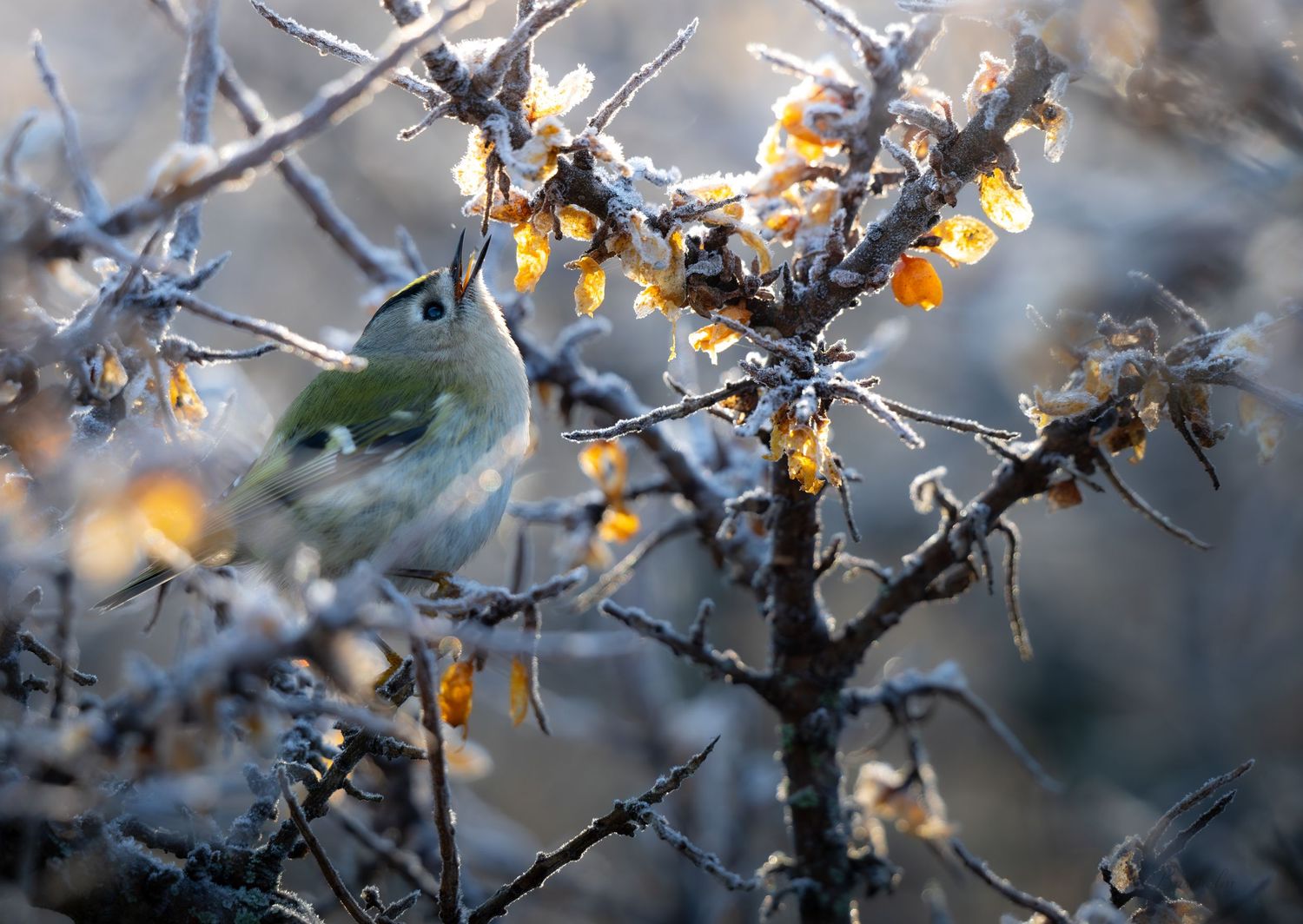 A small bird perches on frost-covered branches with orange berries in winter light.