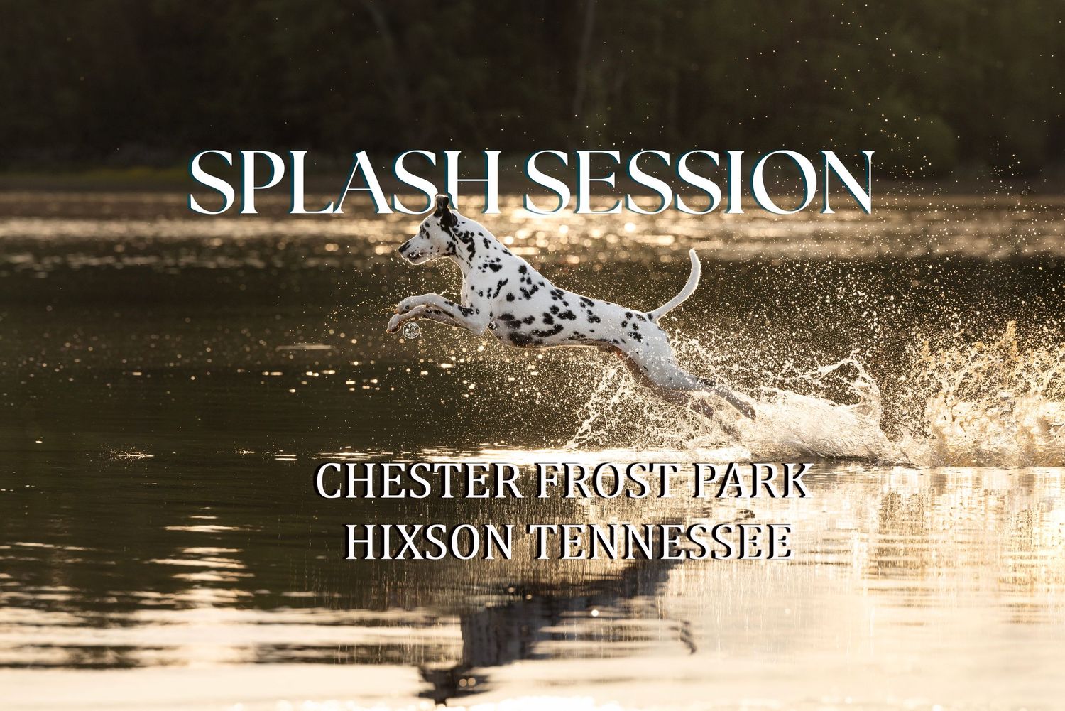 A German Shorthaired Pointer dog runs energetically through shallow water, splashing droplets around it.