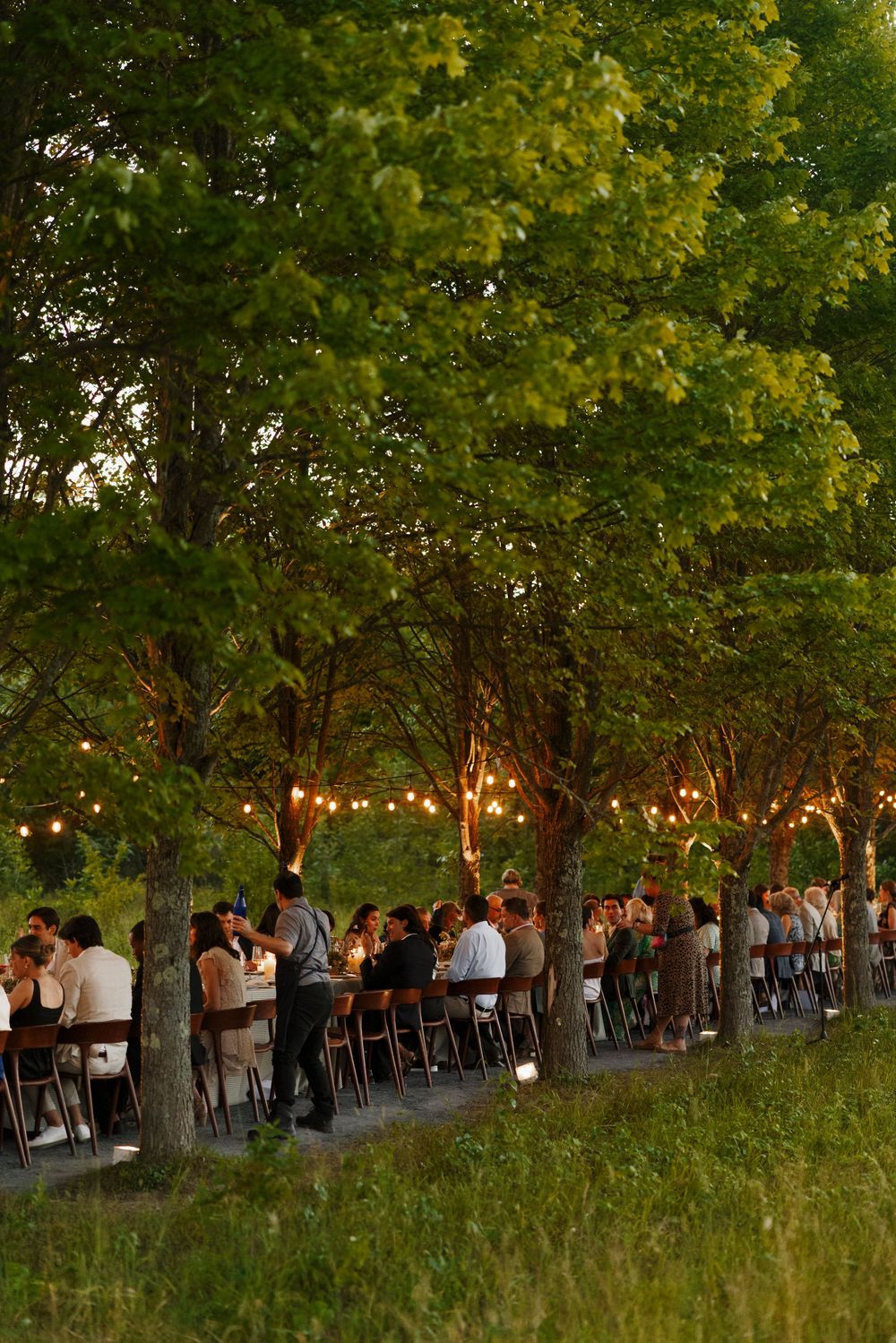 Guests seated at a long outdoor wedding reception table beneath tall trees with string lights.