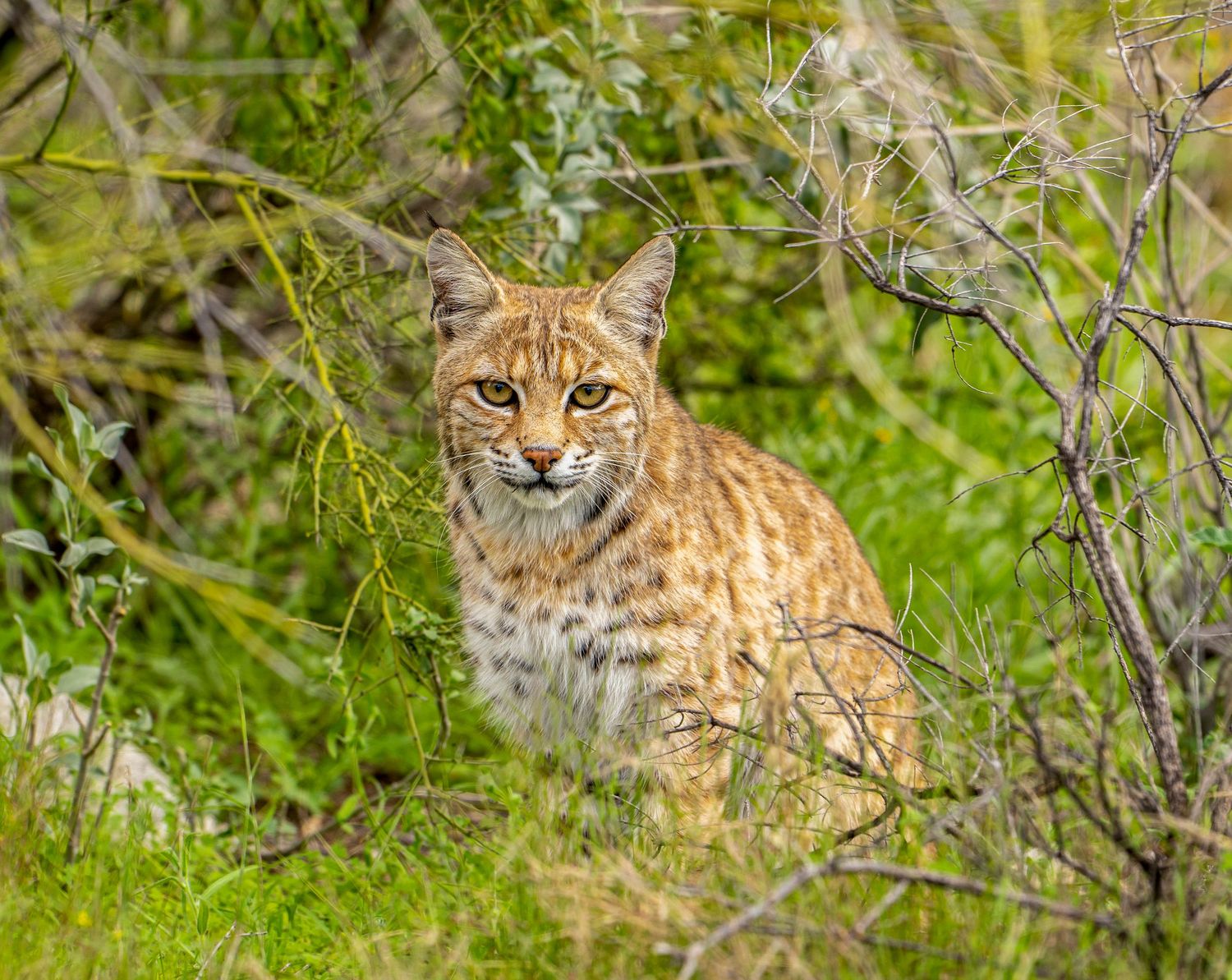 bobcat