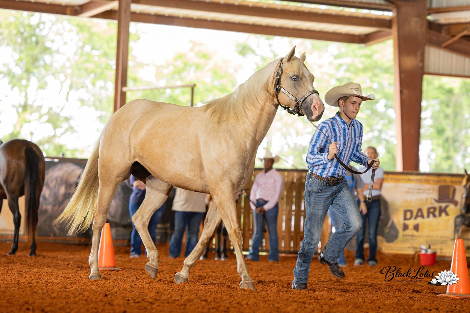Palomino horse led by cowboy in blue shirt at indoor equestrian show on red dirt arena.