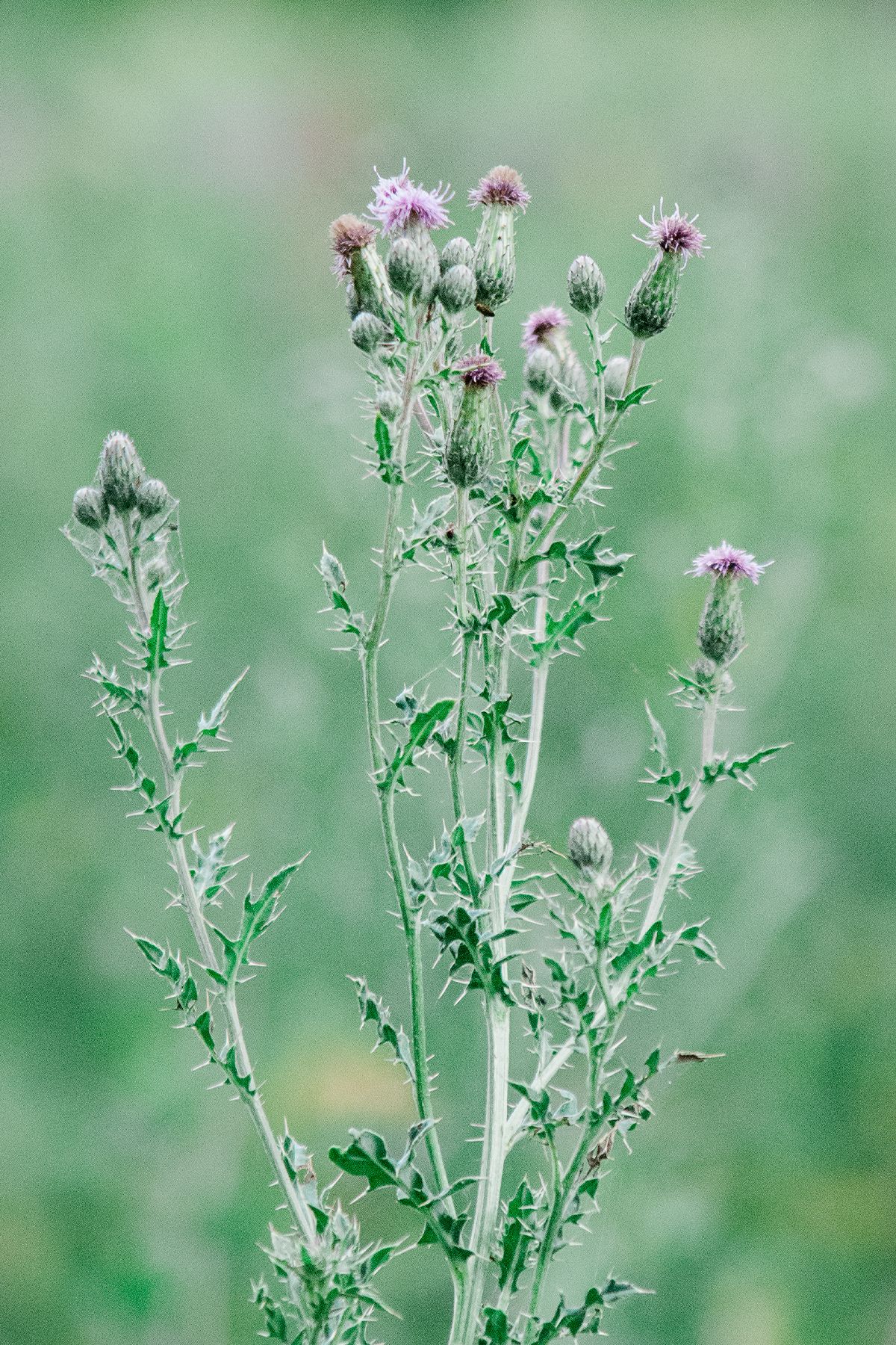 Close-up of purple creeping thistle wildflowers with spiky green leaves against a soft blurred green meadow background.
