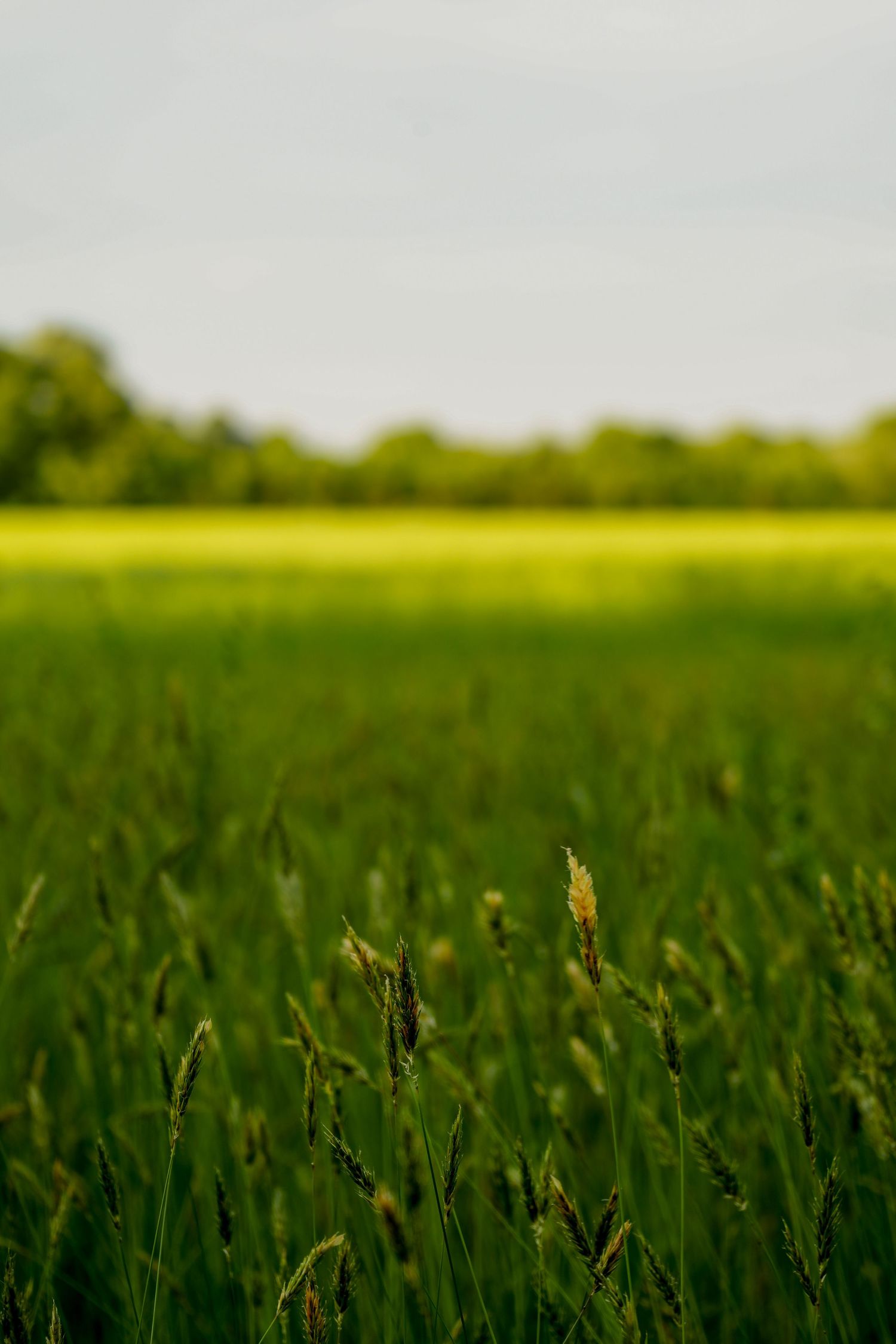 Lush green grass field with tall wheat stalks in foreground, yellow crops and trees in background under overcast sky.