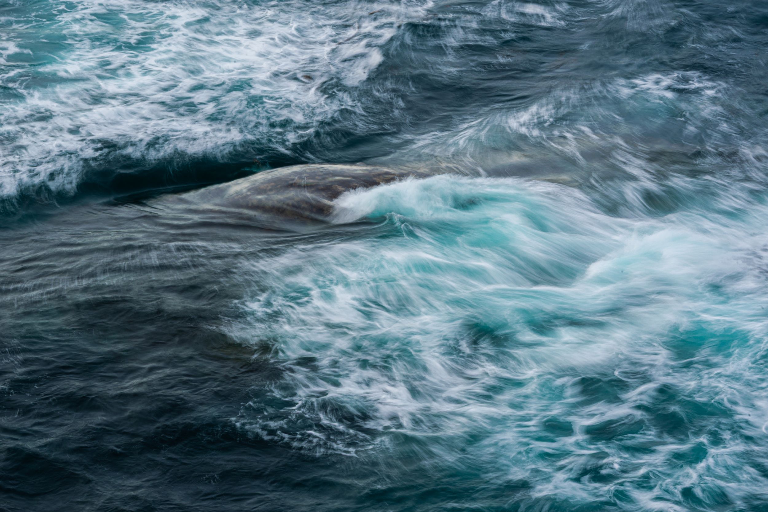 A whale partially visible beneath turbulent ocean waves with white sea foam.