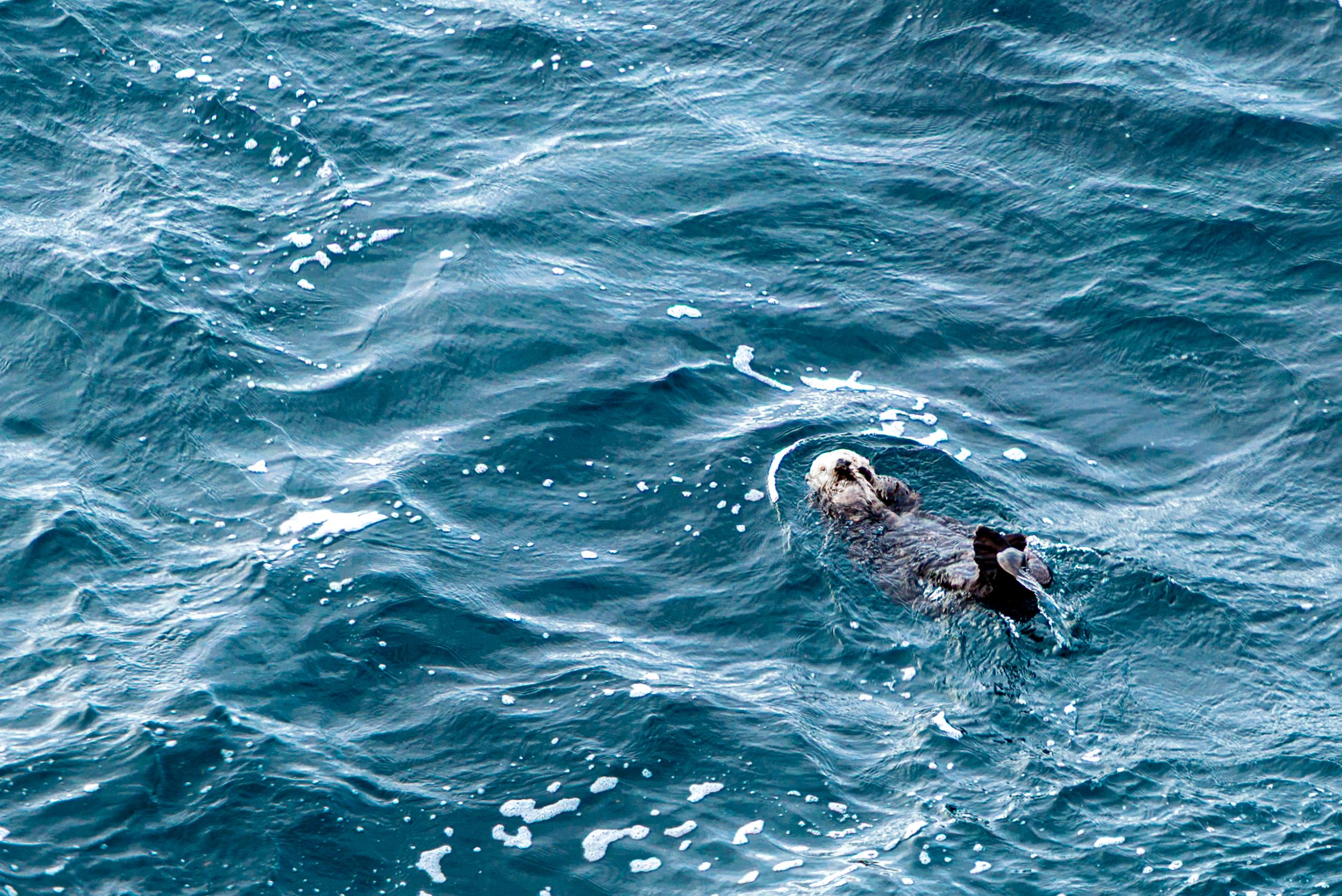 A sea otter floating on its back in blue ocean waters, viewed from above.