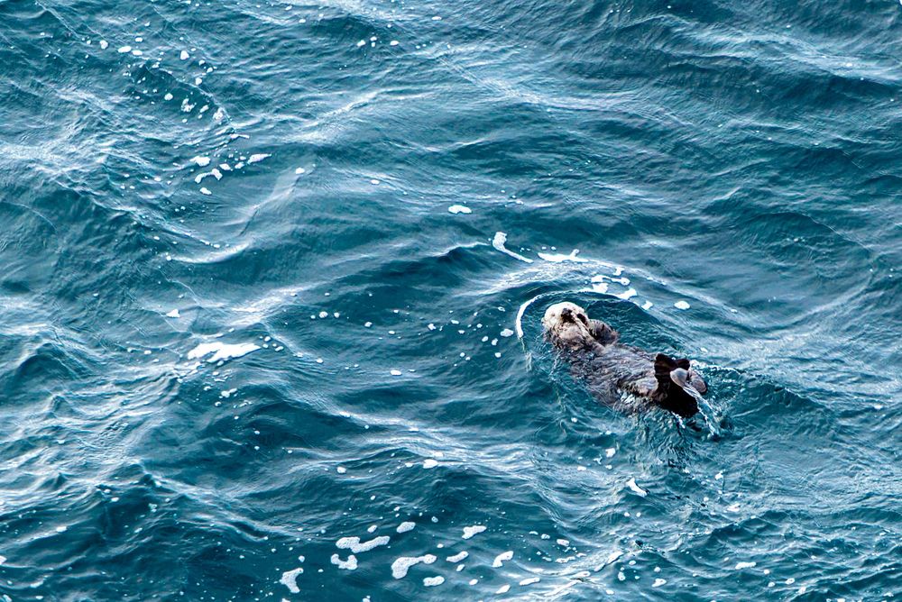 A sea otter floating on its back in blue ocean waters, viewed from above.