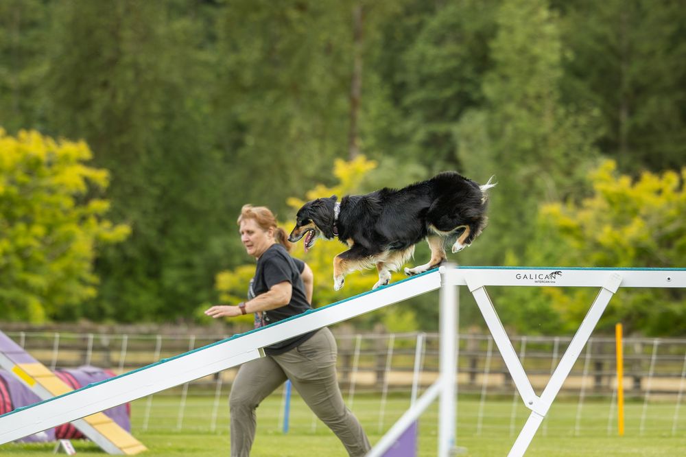 Dog and handler during agility competition