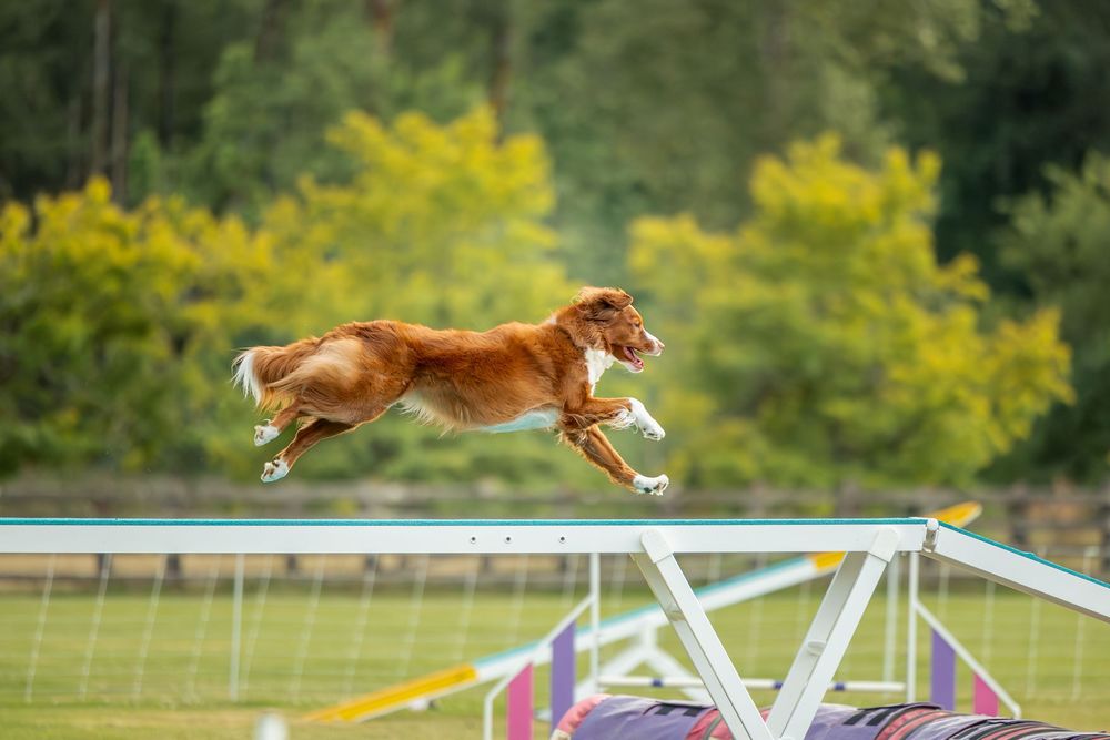 Outdoor dog competing in agility course