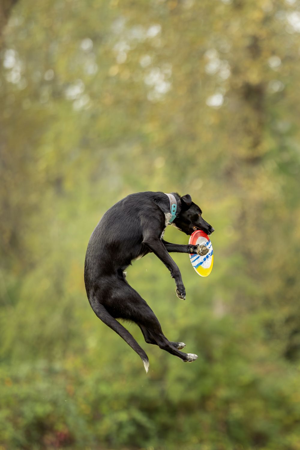 Dog jumping to catch disc during outdoor dog sport