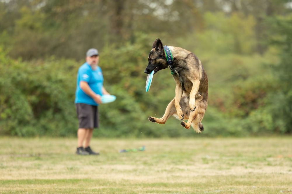 Dog and handler during disc dog competition