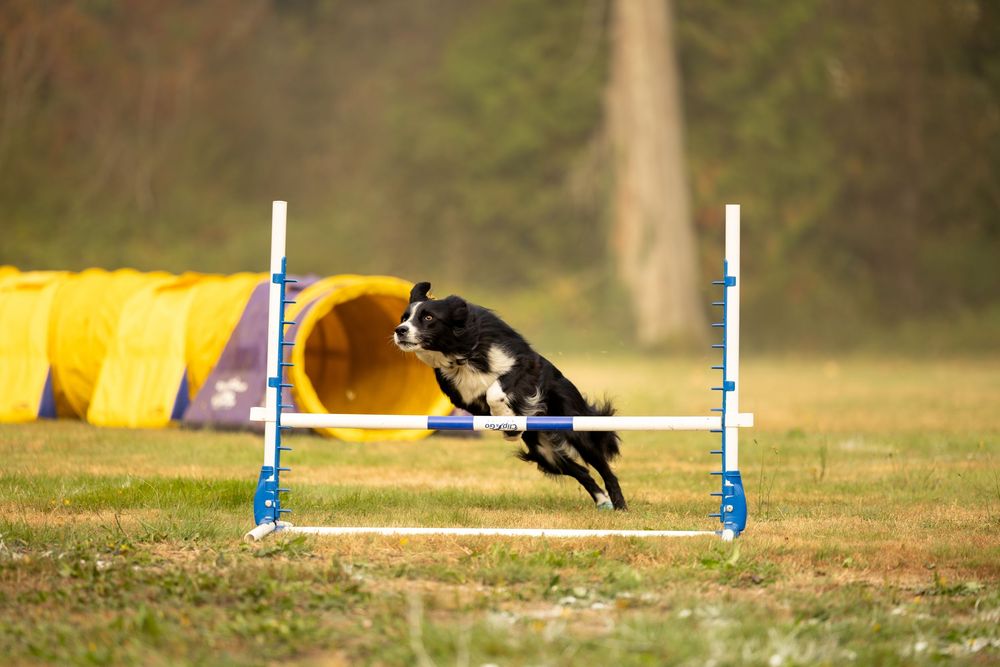Outdoor dog competing in agility course