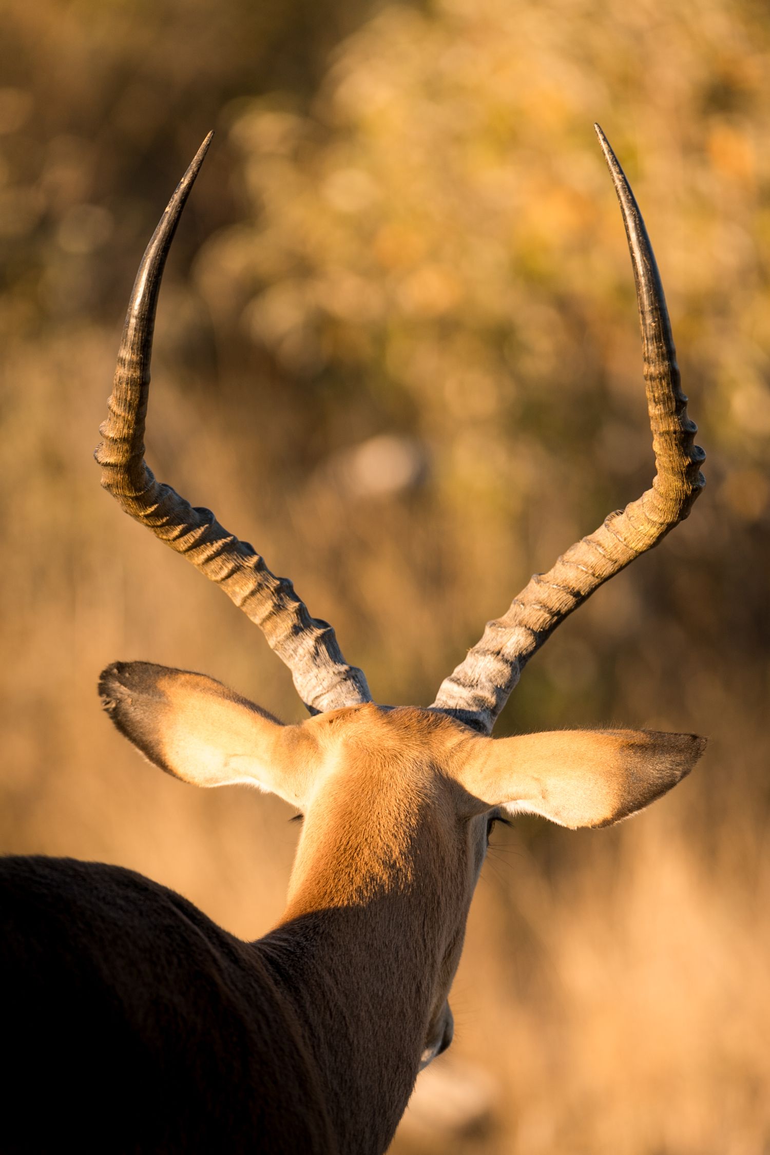 corne de springbok vue de dos à etosha