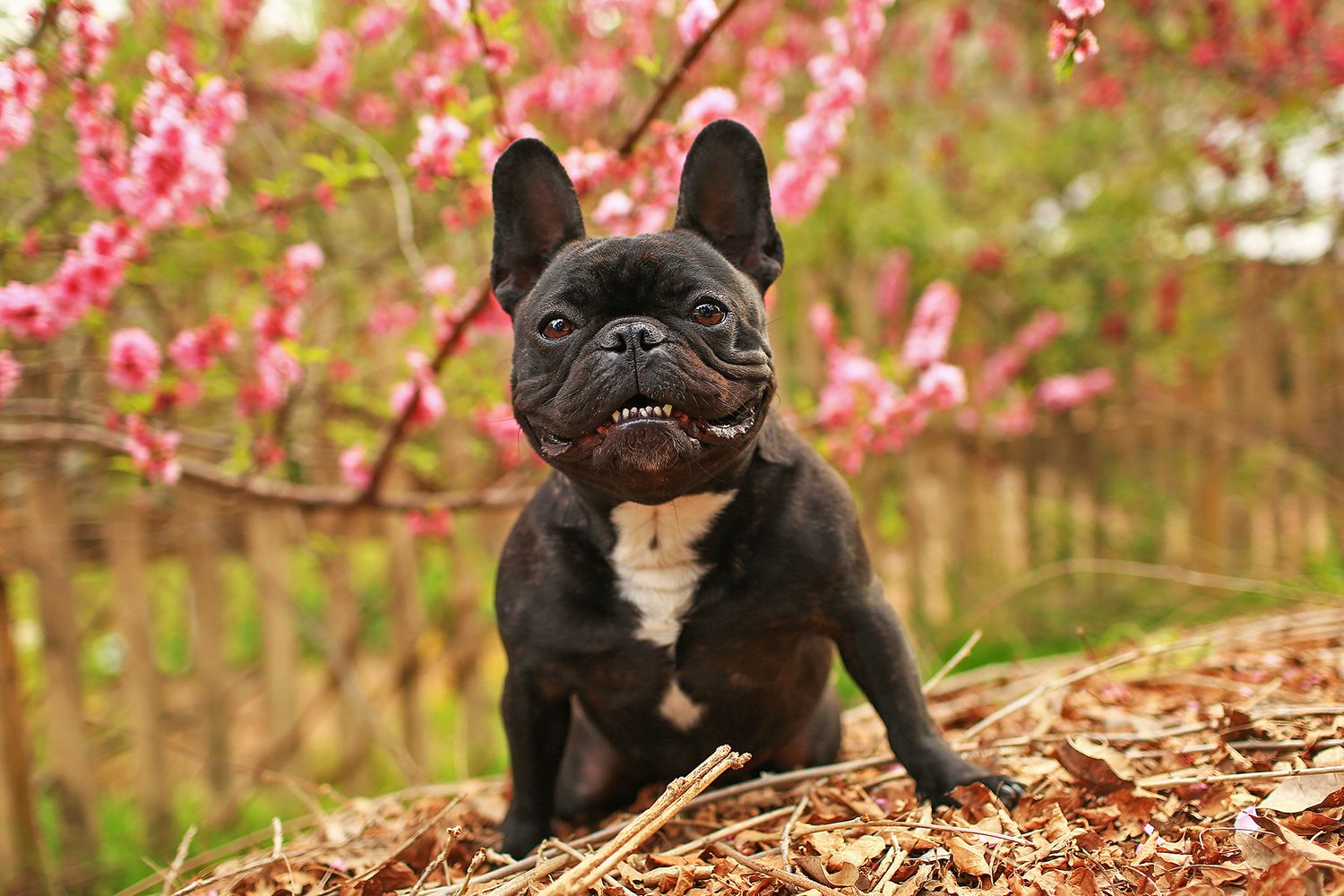 French Bulldog smiling amongst cherry blossom flowers in Roleystone, Perth hills