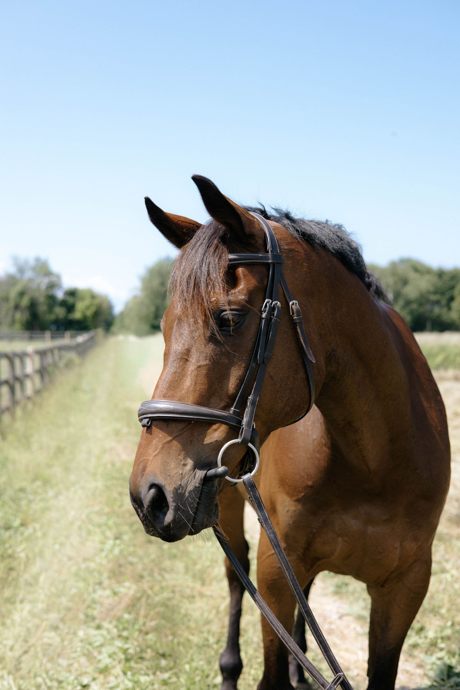Close-up portrait of a bay horse wearing a bridle standing in a green farm field.