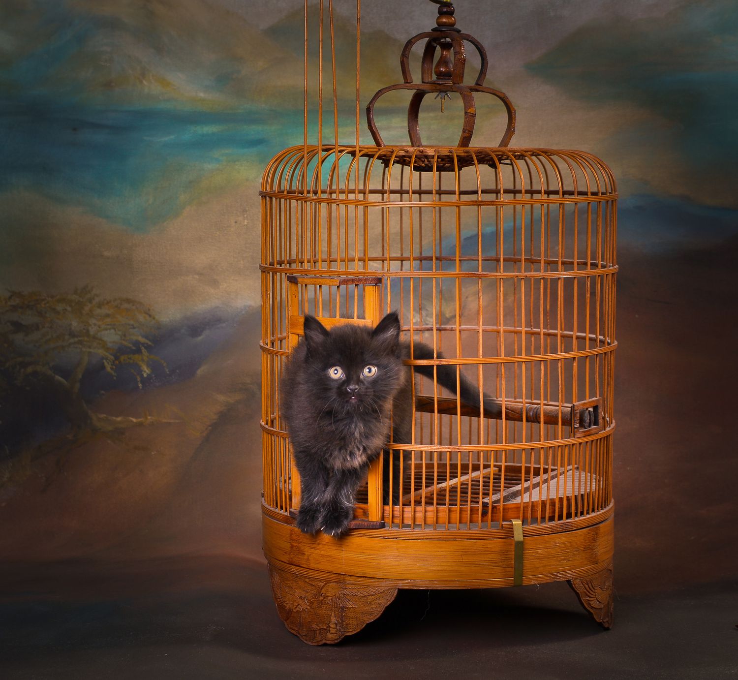 Black cat sitting inside decorative golden birdcage with moody background.