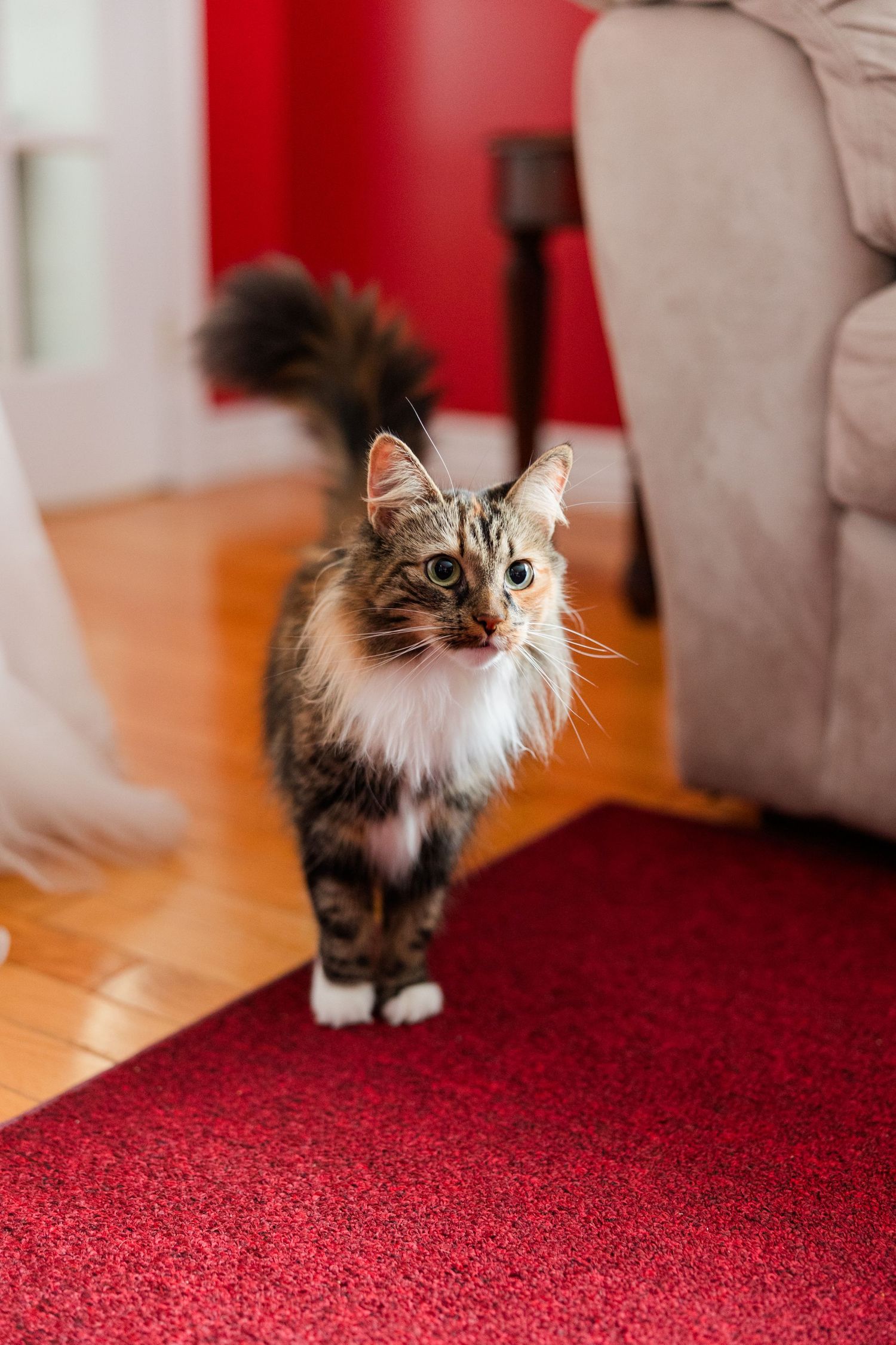 A fluffy tabby cat with white chest stands on a red rug in a living room, looking curiously at the camera.