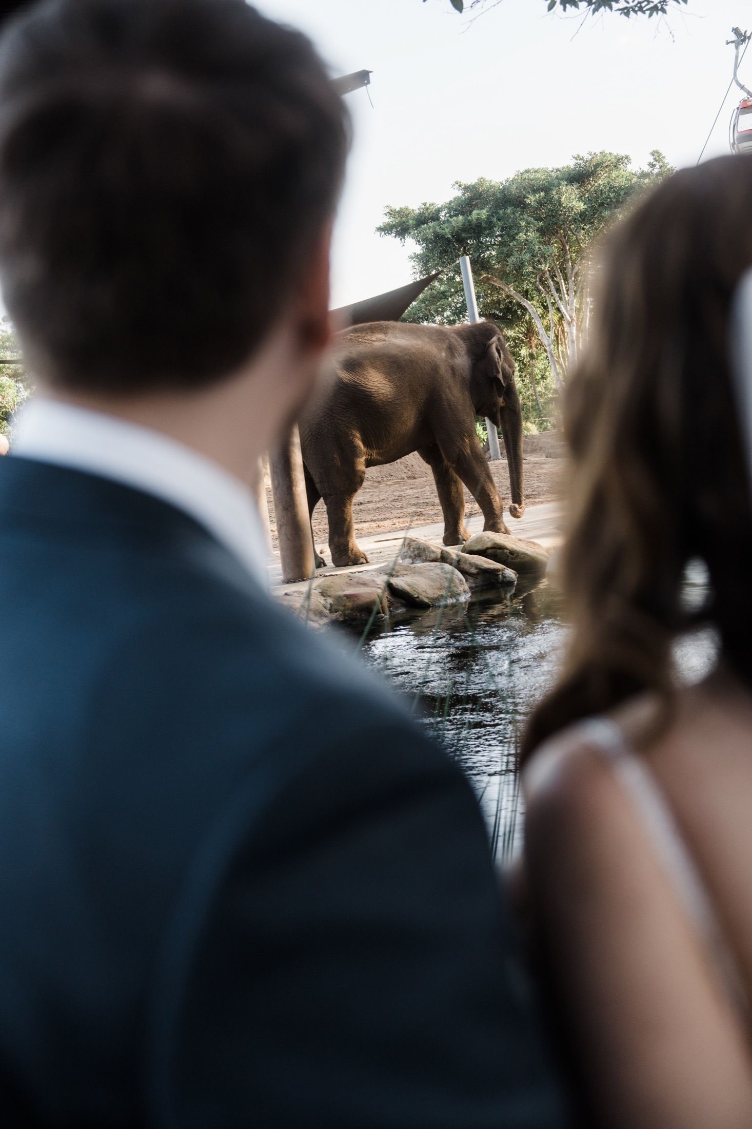 A couple in wedding attire views an elephant at a zoo exhibit, with the animal standing near rocks and water.