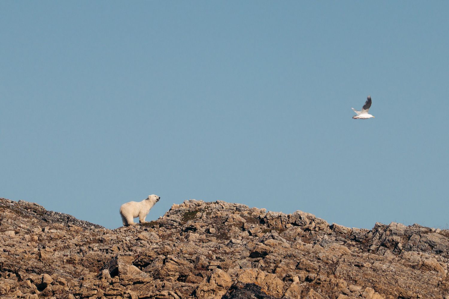 Ours polaire tête levée sur une crête rocheuse et goéland en vol, sur ciel bleu