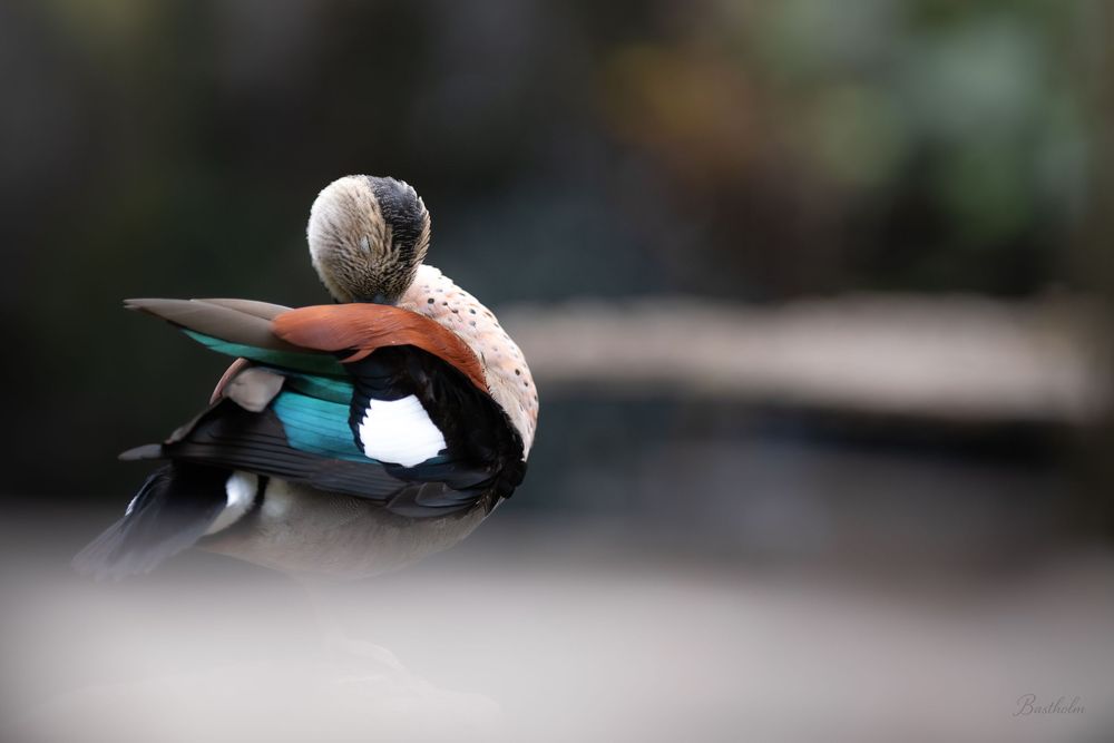 A colorful duck rests with its head tucked, showcasing vibrant teal, brown, and white plumage against a soft bokeh background.