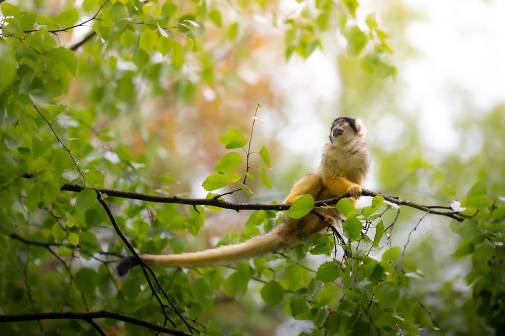 A small squirrel monkey perches on a thin branch surrounded by lush green leaves in a forest setting.