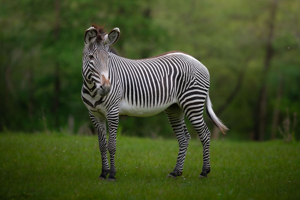 A Grevy's zebra stands on lush green grass with trees in the background, showcasing its bold black and white stripes.