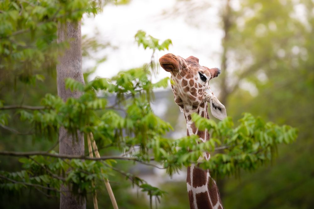 A curious giraffe peers over lush green tree branches in a natural habitat setting.