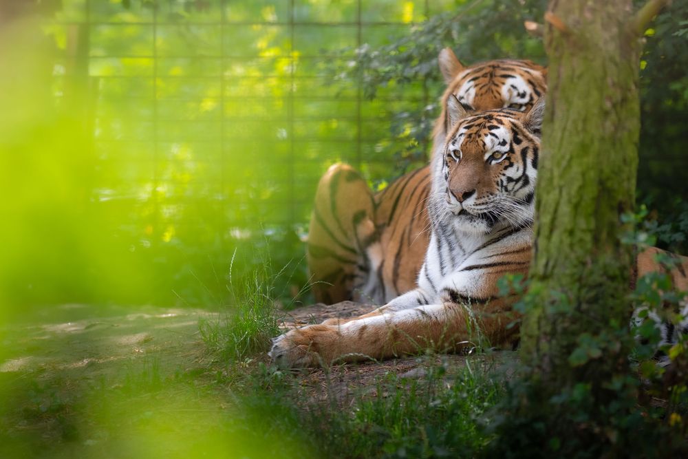 A majestic Amur tiger resting peacefully on grass beside a tree in a lush green zoo enclosure.