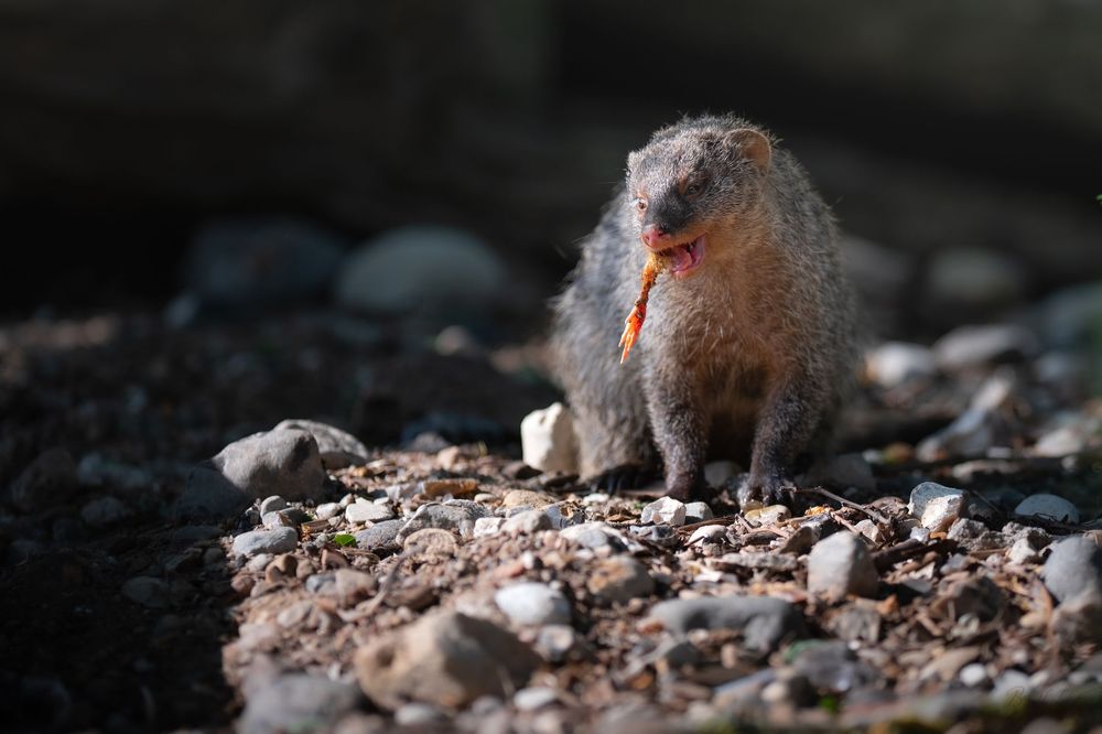 A small fluffy ground squirrel sits upright on rocky gravel terrain, illuminated by warm sunlight in a natural outdoor setting.