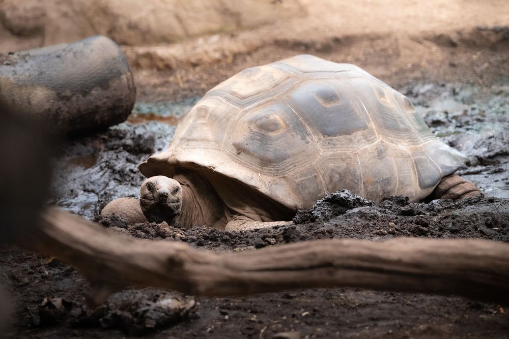 A large Aldabra giant tortoise resting in muddy soil, showcasing its domed shell and textured skin in a natural habitat.