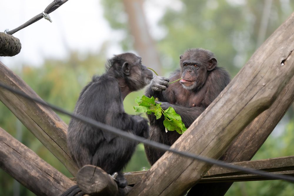 Two chimpanzees sitting on wooden logs sharing fresh green leaves in an outdoor habitat.