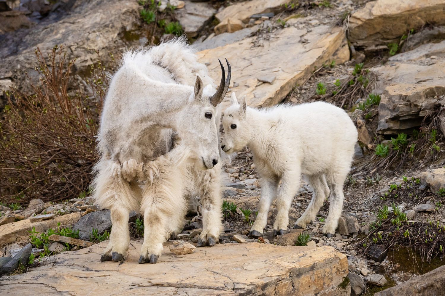 Mountain goat mother nuzzles her baby in Glacier national park, Montana