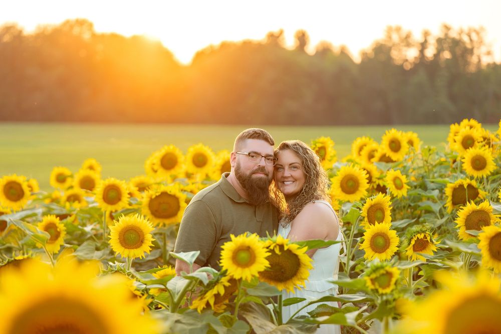 Smiling couple embracing among bright yellow sunflowers during a warm sunset.
