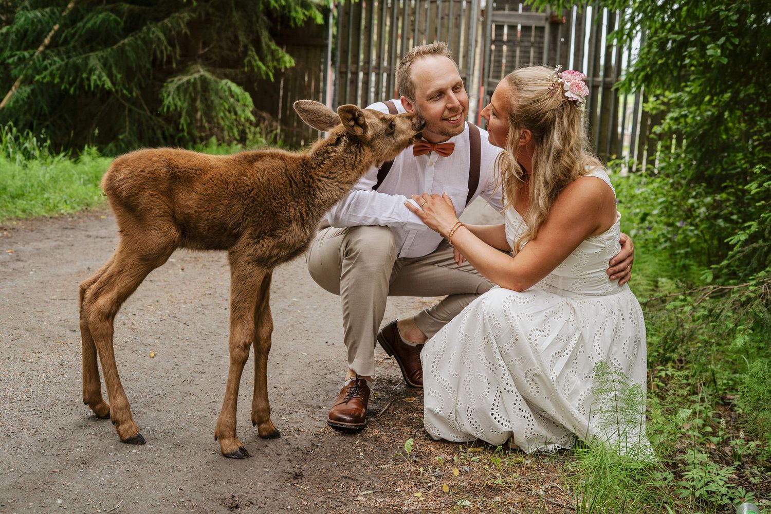 Brudpar får en puss av en älgkalv under sin unika bröllopsfotografering i Ockelbo.