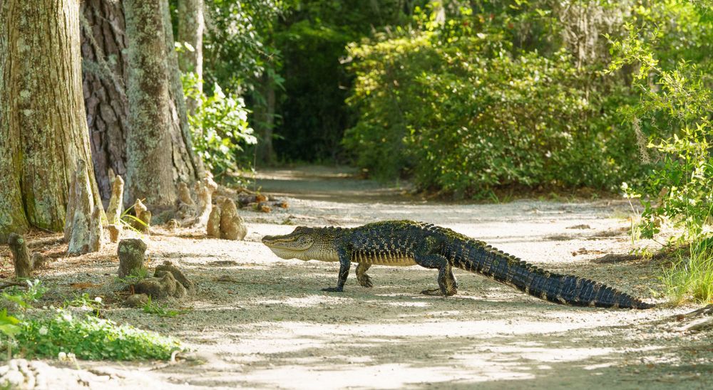 Large alligator crossing a sunny dirt path between trees.