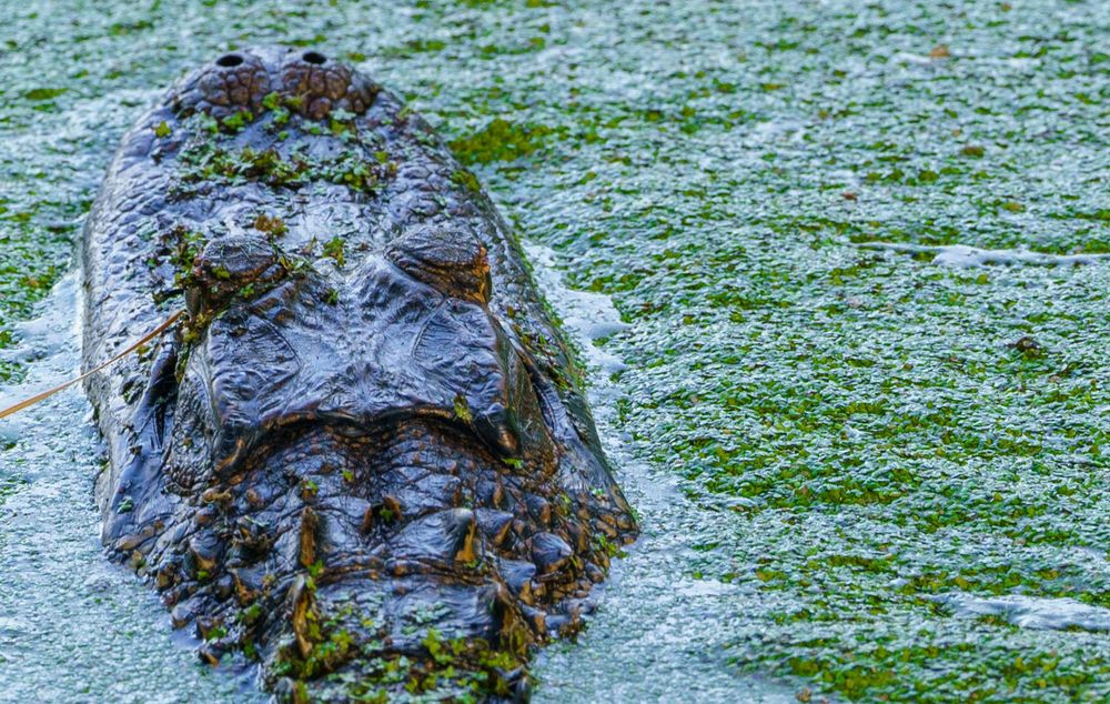 Close-up of an alligator head partially submerged in algae-covered water.