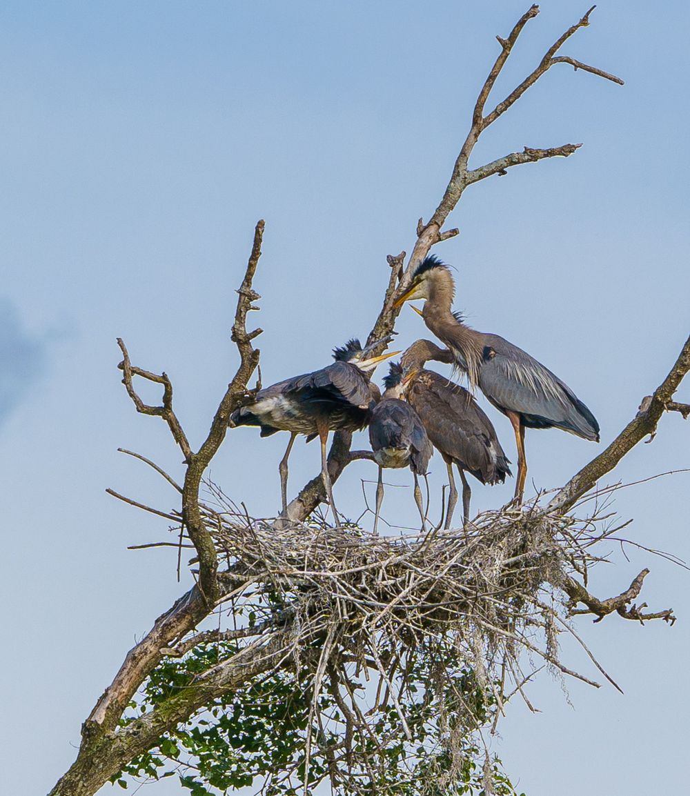Three herons standing in their nest on bare tree branches against blue sky.
