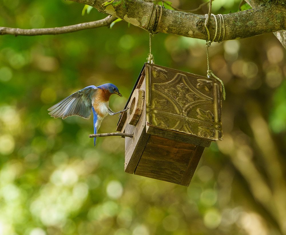 Bluebirds visiting wooden birdhouses mounted on tree branches in a garden setting.