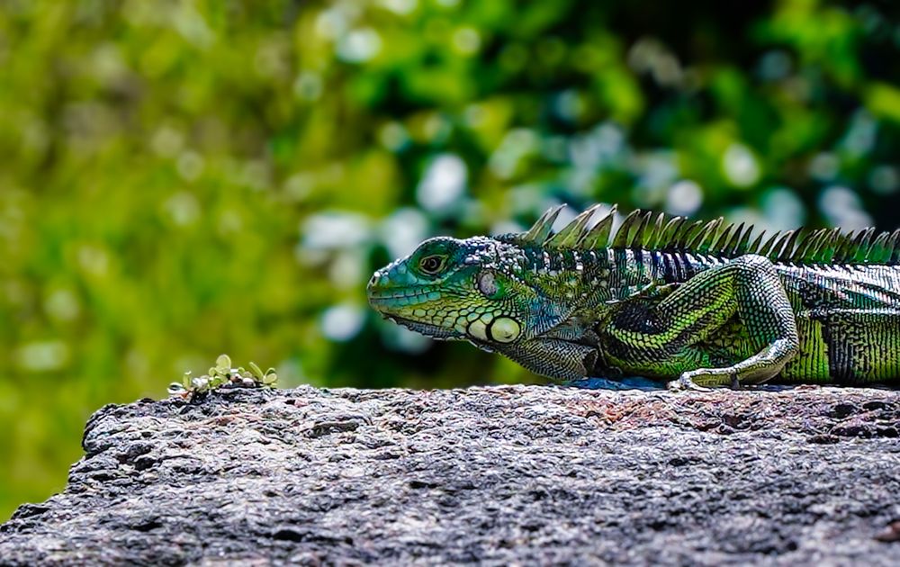 Close-up of a green iguana resting on rock with detailed scales visible.