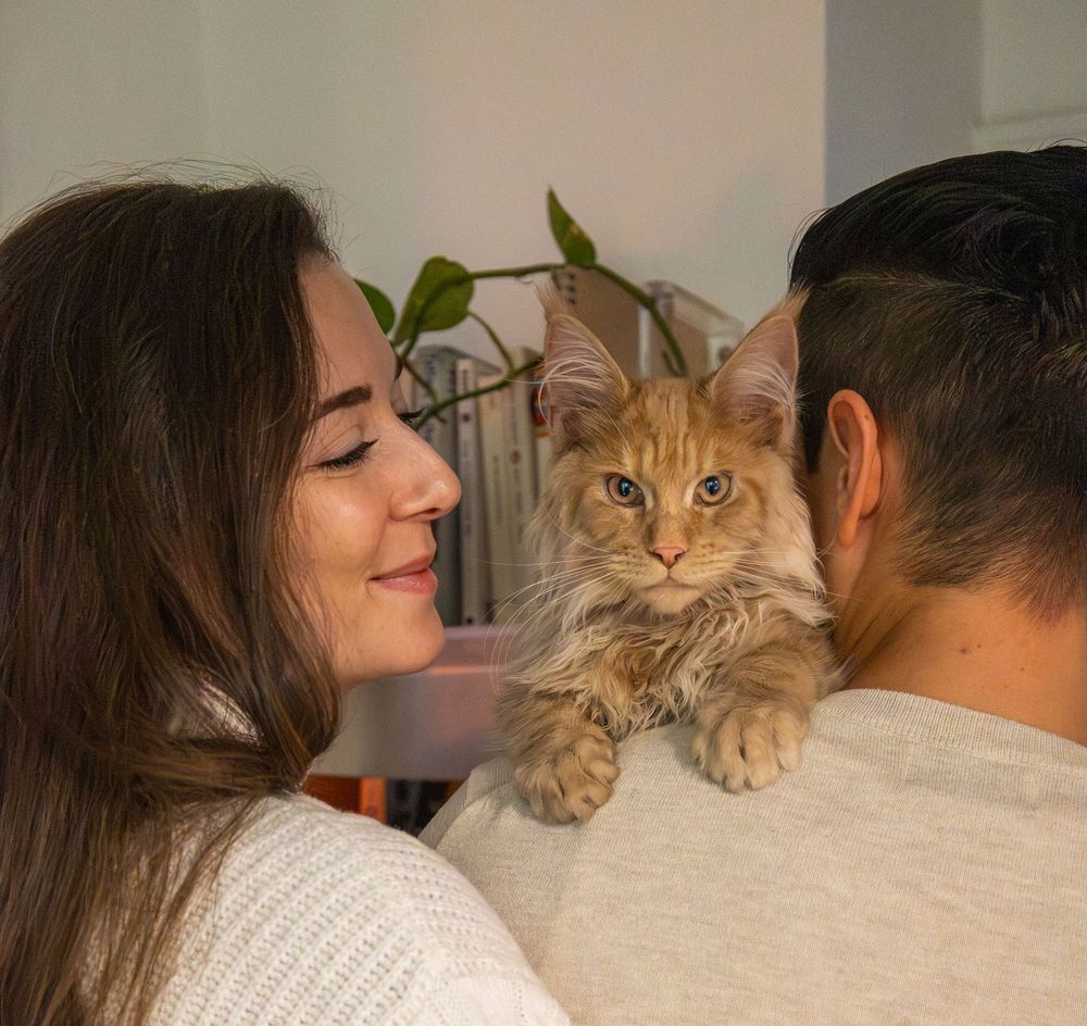 Woman smiling at fluffy ginger Maine Coon cat perched on mans shoulder indoors.