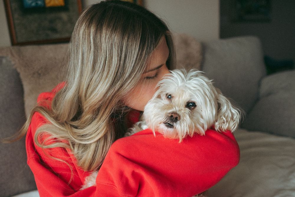 Person in red sweater cuddling and showing affection to small white fluffy dog while sitting on gray couch.