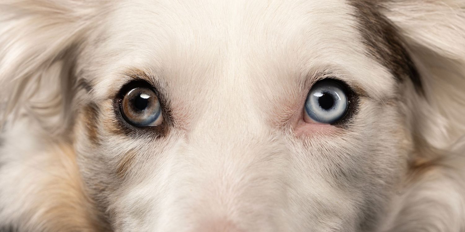 Closeup of Australian Shepherd dog with striking blue and brown heterochromatic eyes.