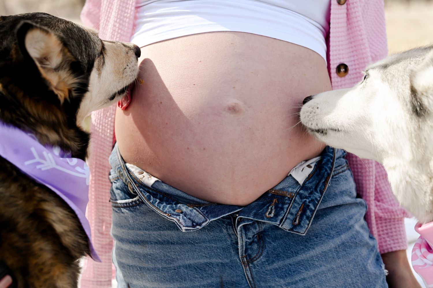 A cropped series of images showing a pregnant woman wearing blue denim jeans with a pink cardigan and two dogs licking her belly
