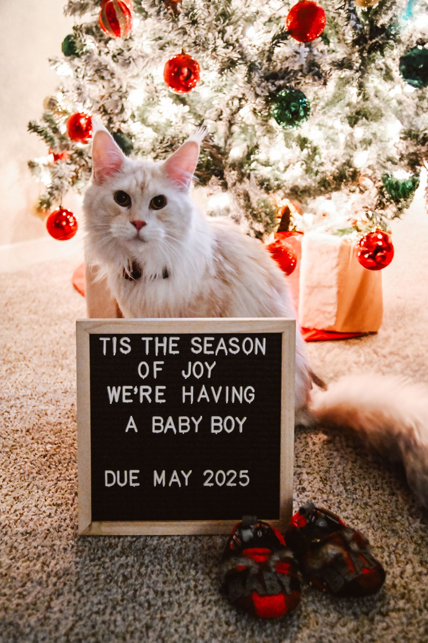 White fluffy cat sits by Christmas tree with letterboard announcing baby boy due in May 2025.