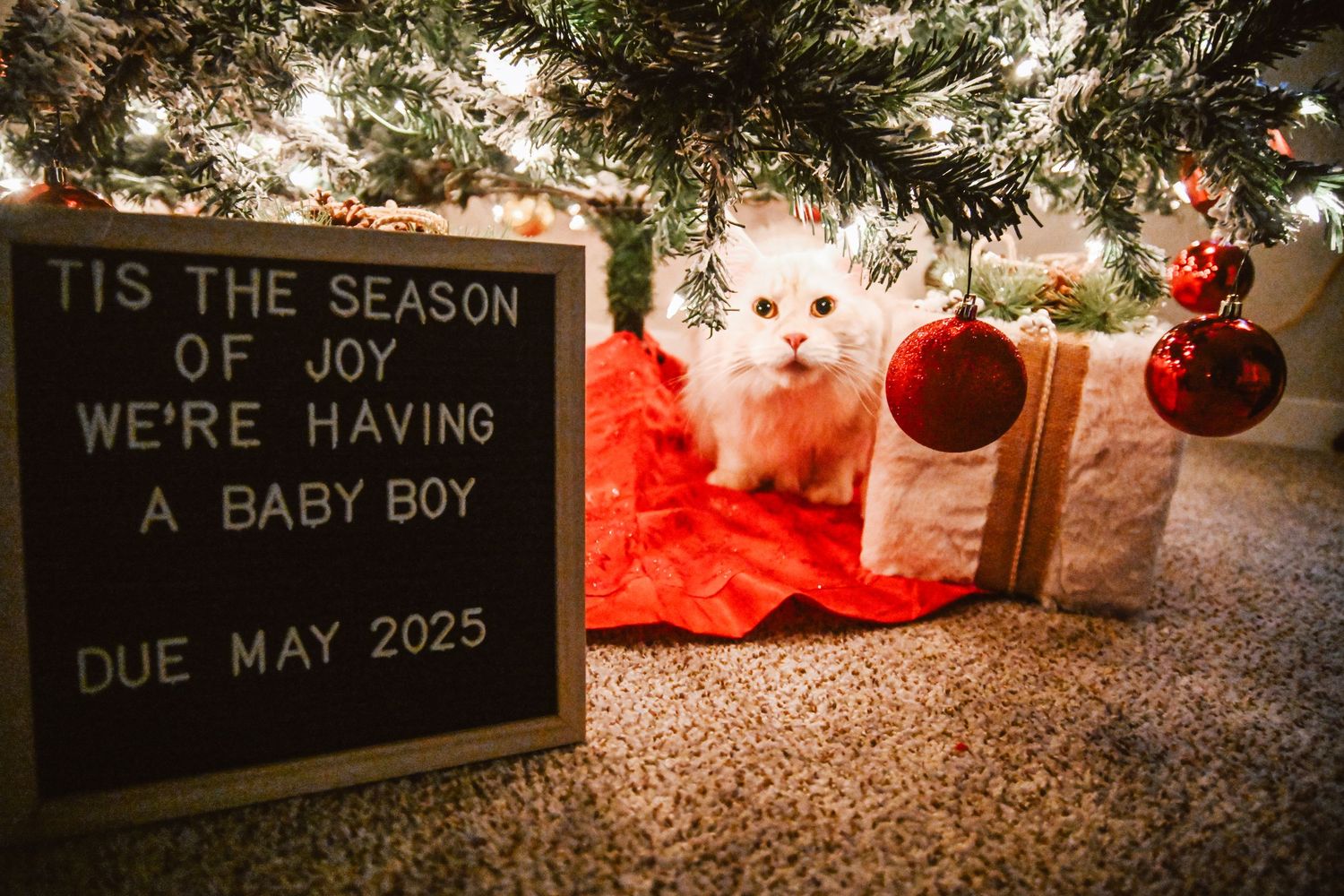 A white cat peeks out near a letter board and Christmas tree with red ornaments announcing a May 2025 baby.