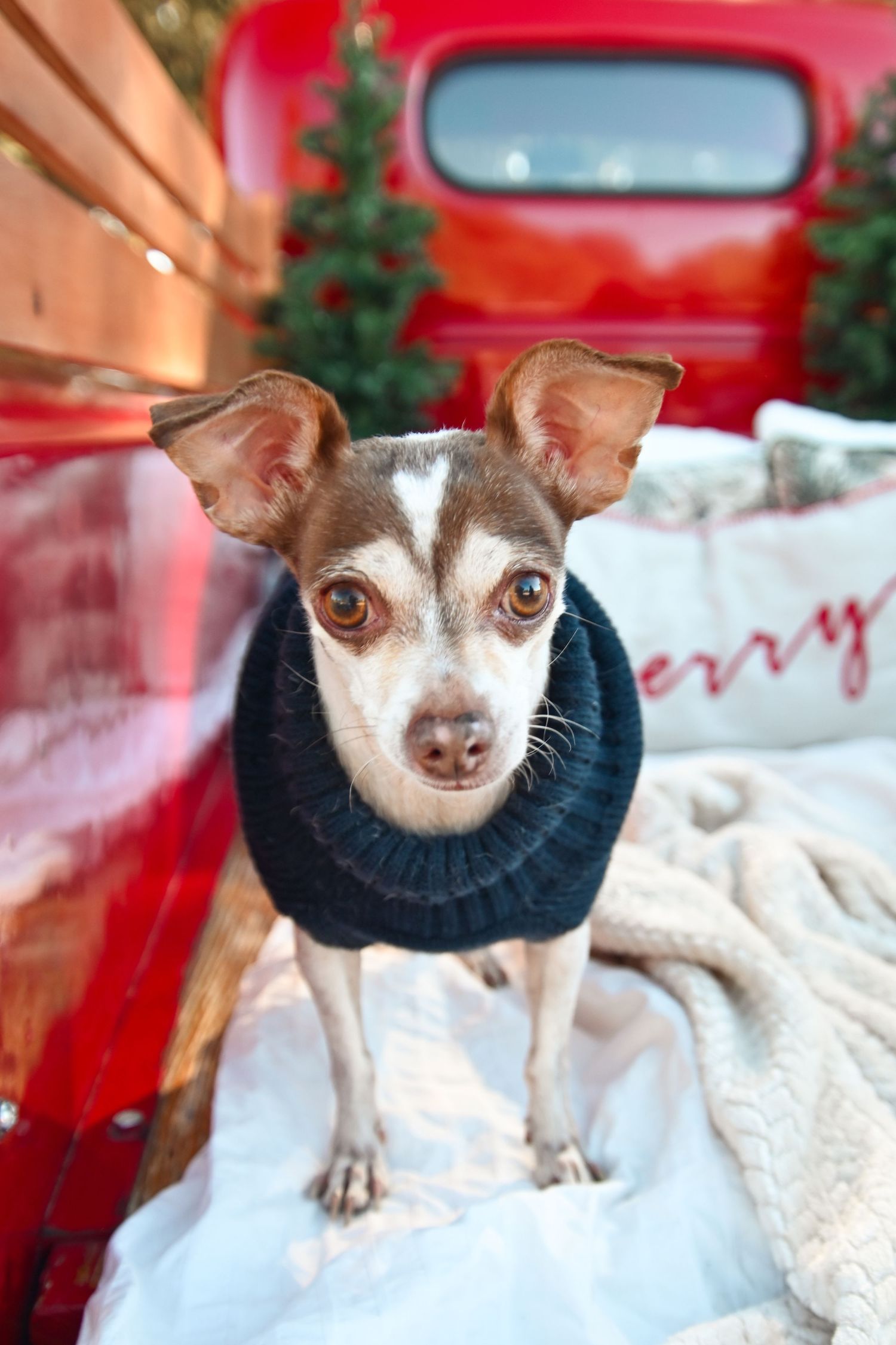 Adorable Chihuahua wearing a navy knit sweater sitting in a red vintage truck bed with Christmas trees.