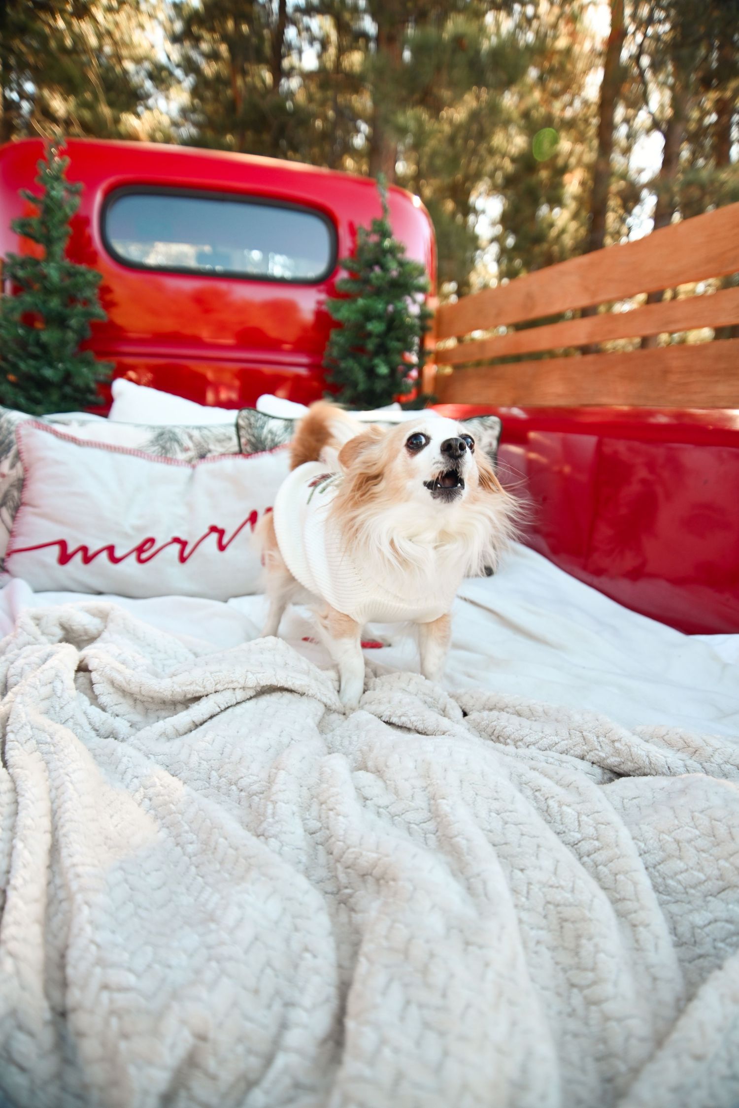 A small Chihuahua dog stands on a cozy white blanket in a red truck bed with Christmas trees and a Merry pillow.