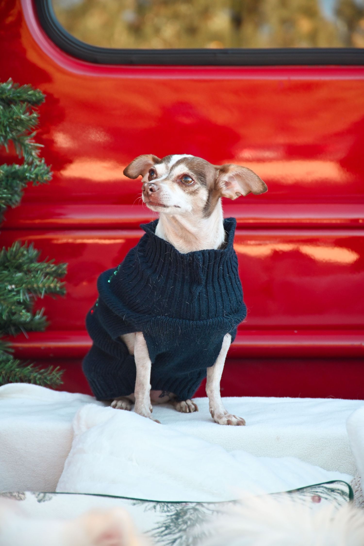 A small Chihuahua wearing a dark knit sweater sits on white bedding beside a red truck and Christmas tree.
