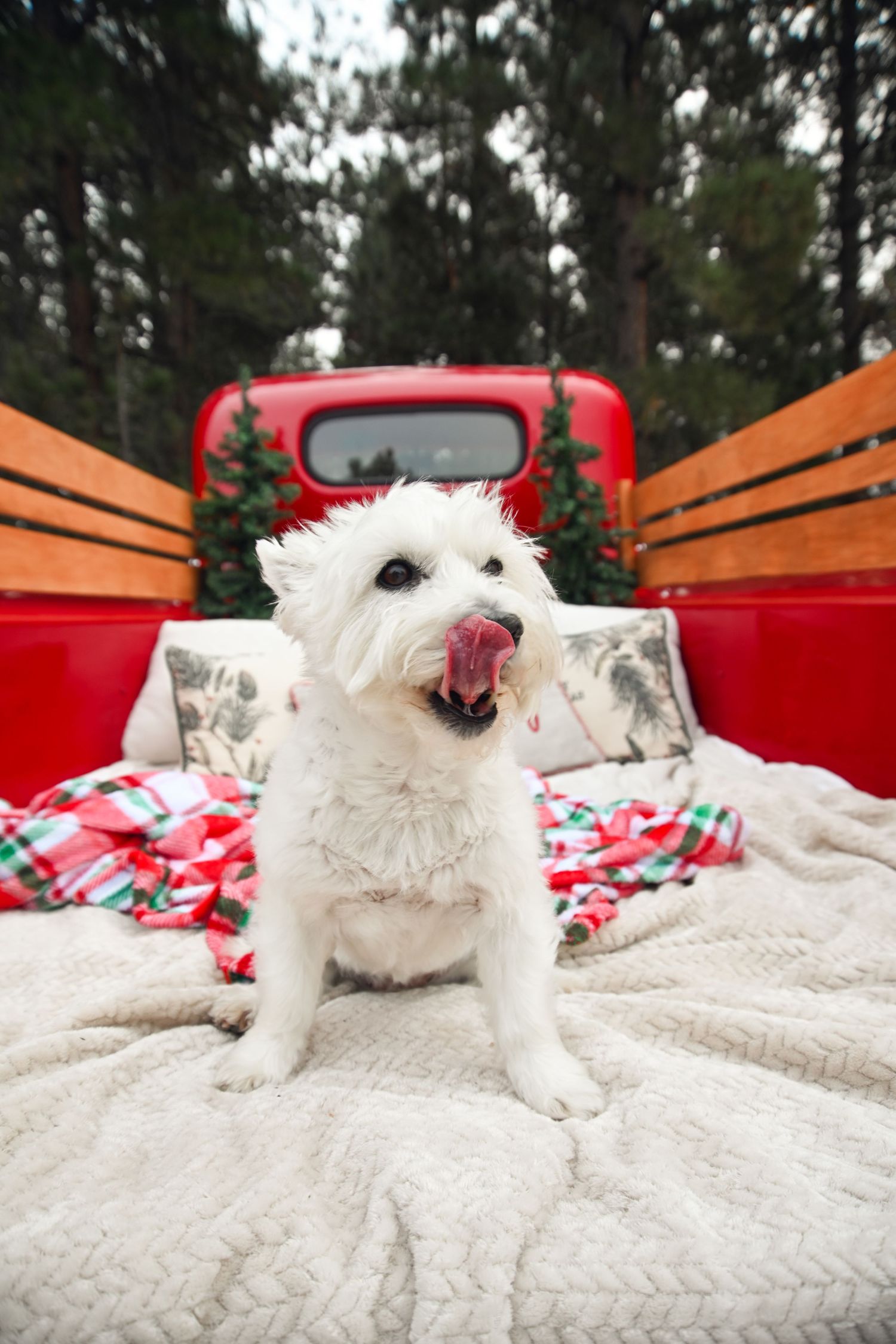 A fluffy white West Highland Terrier sits on a cozy blanket in the back of a vintage red truck decorated for Christmas.