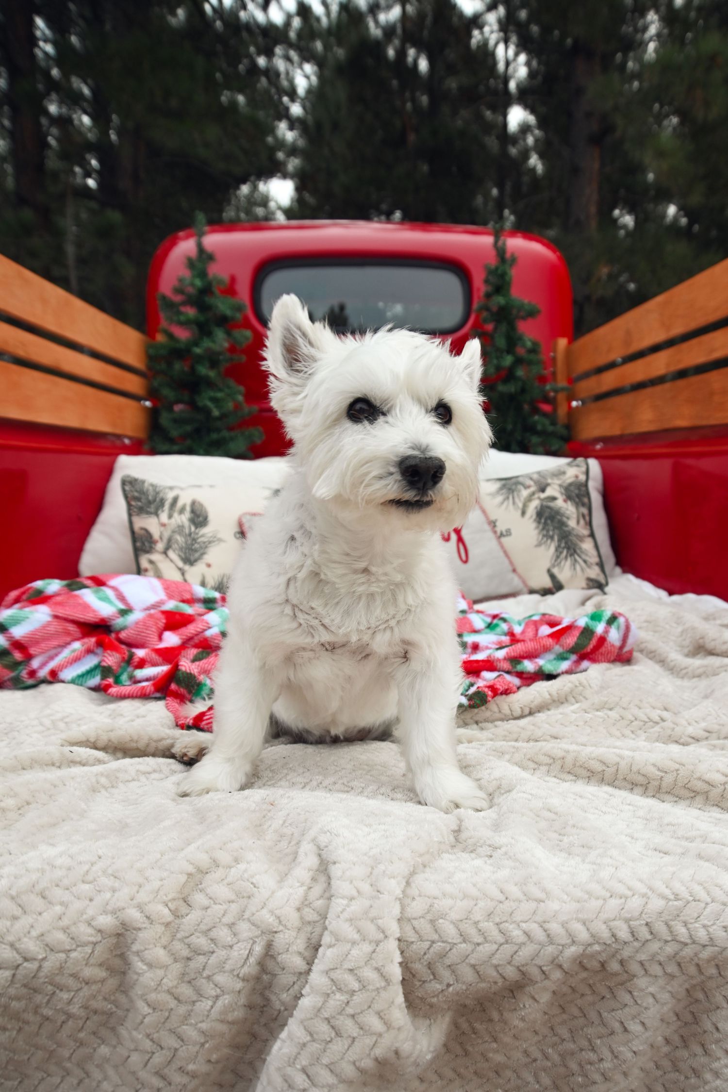 A fluffy white West Highland Terrier sits on a cream blanket in a red truck bed decorated with Christmas trees and holiday pillows.