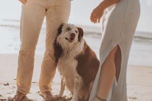 Friendly brown and white dog standing between two people on beach.